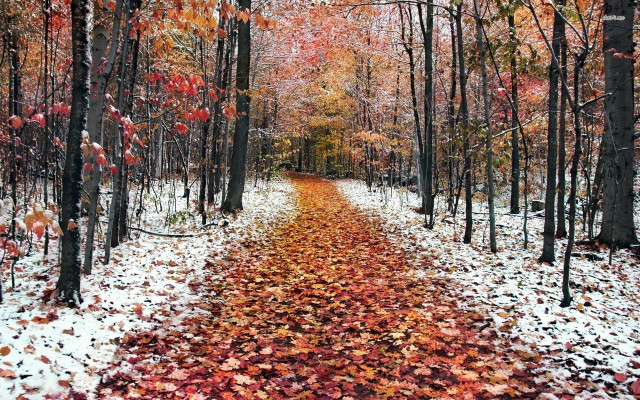 Wooded path leaves red yellow free wallpaper for desktop - medium preview image