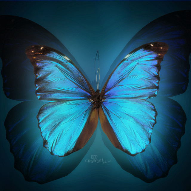 Blue butterfly black background blue free wallpaper for tablet - medium preview image