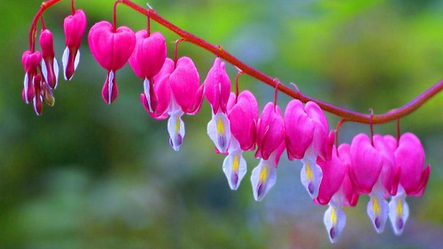 Pink flowers hanging branch leaves free wallpaper for desktop - medium preview image