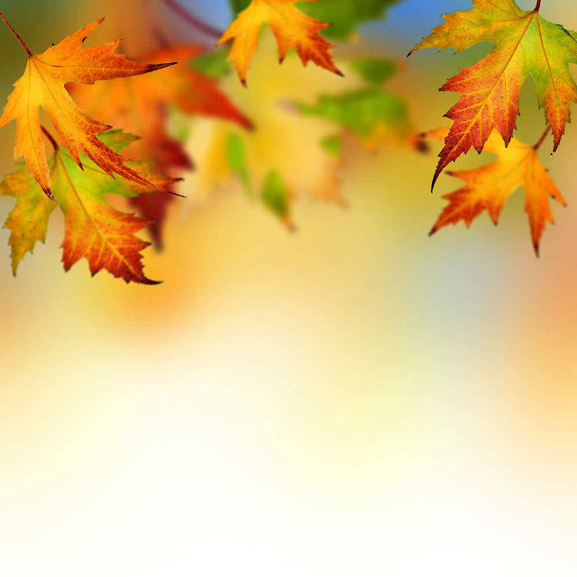 Tree branch leaves blurry background free wallpaper for tablet - medium preview image