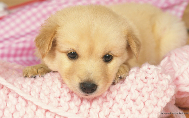 Puppy lying blanket pink sad free wallpaper for desktop - medium preview image