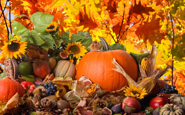 Pumpkins autumn display harvest fall free wallpaper for desktop - medium preview image