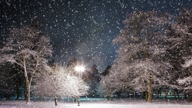 Snowy night park trees lights #4 free wallpaper for desktop - medium preview image