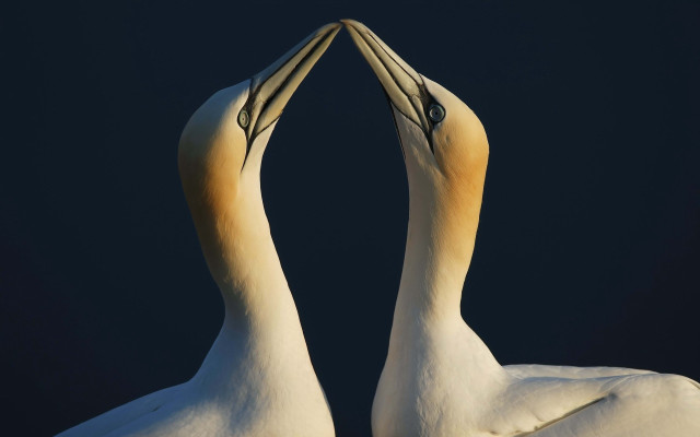 Two birds touching beaks dark free wallpaper for desktop - medium preview image