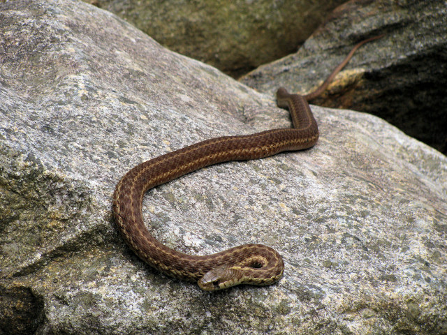 Snake rock background rock foreground free wallpaper for desktop - medium preview image