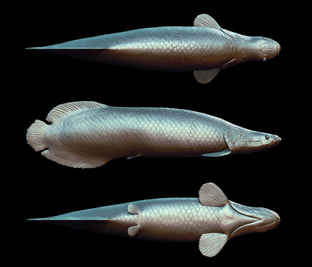 Two fish three positions black free wallpaper for desktop - medium preview image