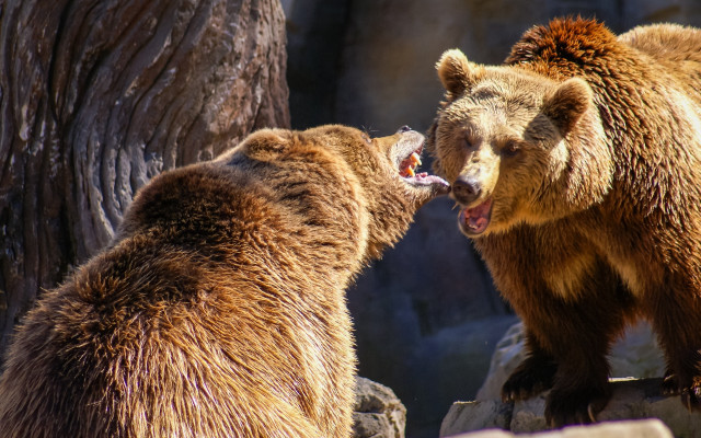 Brown bears teeth bite realistic free wallpaper for desktop - medium preview image