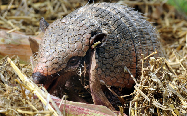 Small armadile eating plant city free wallpaper for desktop - medium preview image