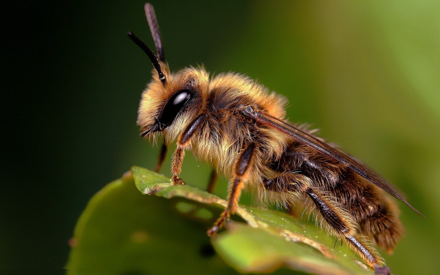 Bee leaf macro ecological blurry #2 free wallpaper for desktop - medium preview image
