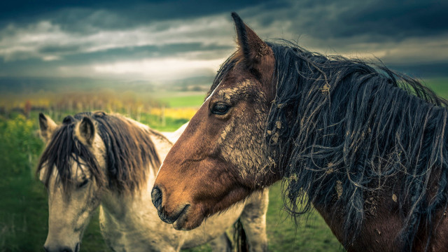 Horses field cloudy sky flower free wallpaper for desktop - medium preview image