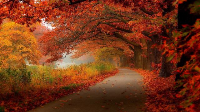 Foggy path autumn leaves forest free wallpaper for desktop - medium preview image
