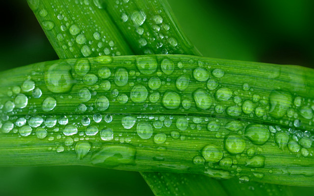 Green plant water drops macro #10 free wallpaper for desktop - medium preview image
