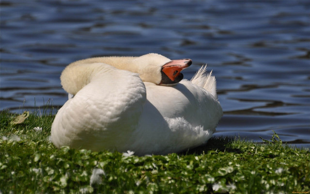 Swan grass water head beak free wallpaper for desktop - medium preview image