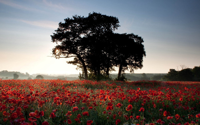 Red flower field sunset bouquet free wallpaper for desktop - medium preview image