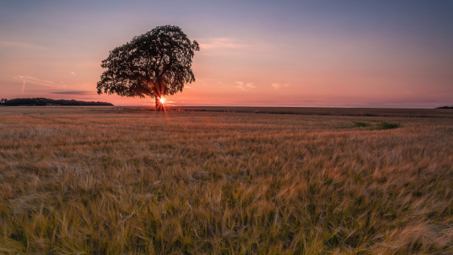Lone tree wheat field sunset free wallpaper for desktop - medium preview image