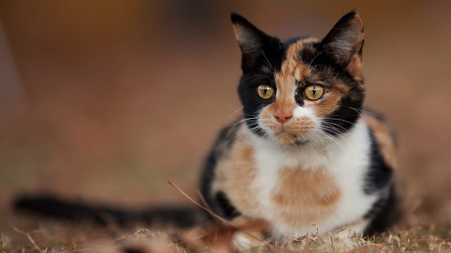 Serious black cat in grass free wallpaper for desktop - medium preview image
