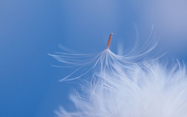 White feather blue sky red free wallpaper for desktop - medium preview image