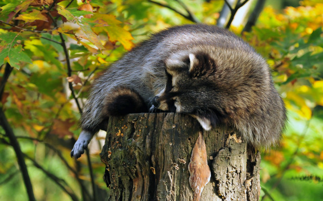 Raccoon tree stump woods blurry free wallpaper for desktop - medium preview image
