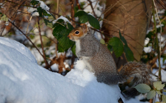 Squirrel snowy ledge ecological art free wallpaper for desktop - medium preview image