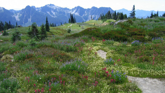 Grassy hill trail flowers mountains free wallpaper for desktop - medium preview image