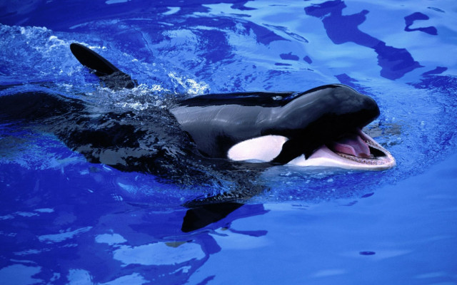 Orca open mouth blue ocean free wallpaper for desktop - medium preview image