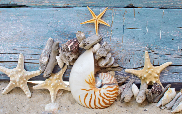 Sea shells starfish beach blue free wallpaper for desktop - medium preview image