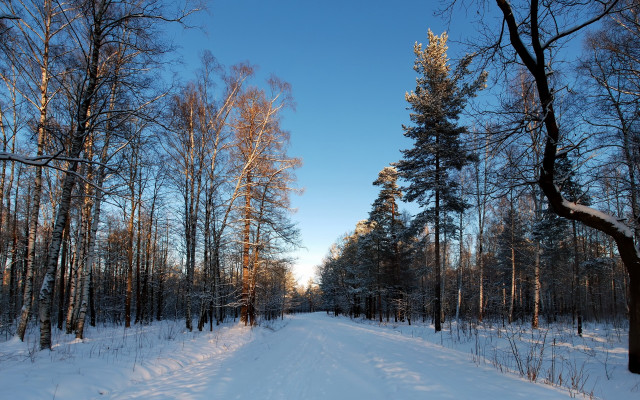 Snowy road forest blue sky free wallpaper for desktop - medium preview image