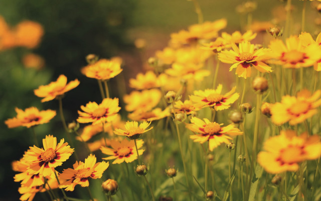 Yellow flowers autumn fire charcoal free wallpaper for desktop - medium preview image