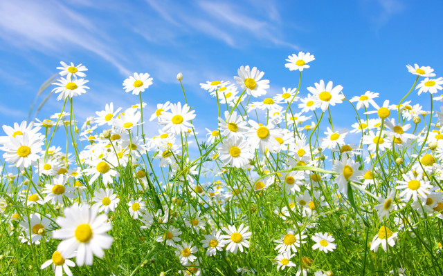 Daisy field blue sky clouds free wallpaper for desktop - medium preview image