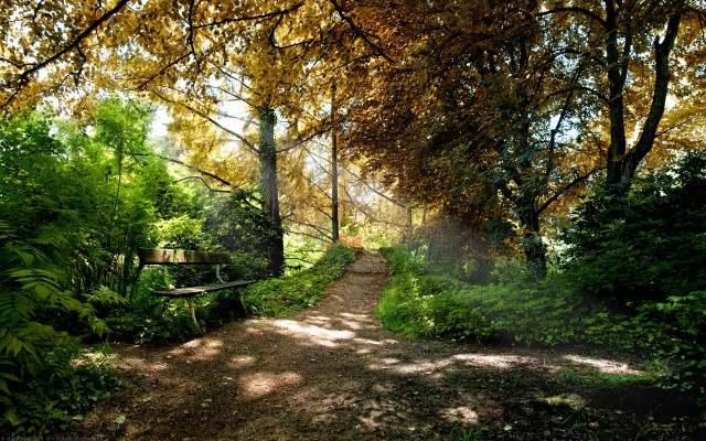 Sunlit park path bench trees free wallpaper for desktop - medium preview image