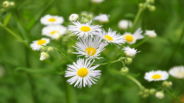 White flowers green field bokeh free wallpaper for desktop - medium preview image