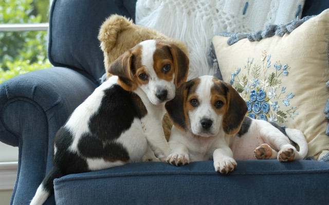 Two dogs blue couch teddy free wallpaper for desktop - medium preview image