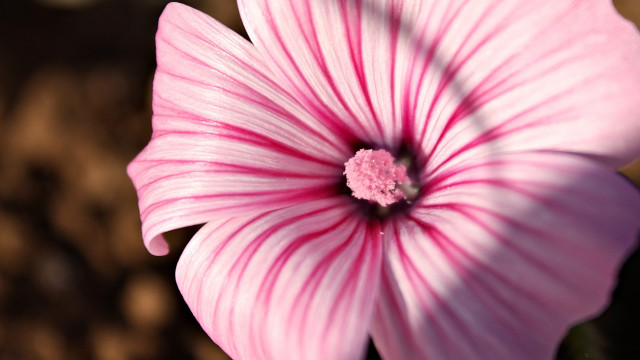 Pink flower white center brown free wallpaper for desktop - medium preview image