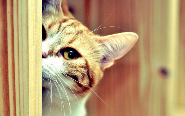 Cat peeking door blue eyes free wallpaper for desktop - medium preview image