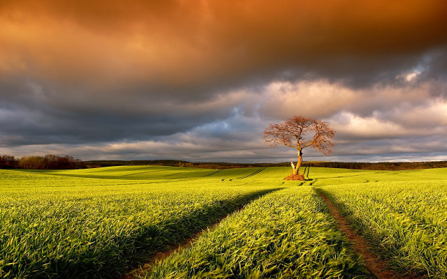 Lone tree field cloudy sky #32 free wallpaper for desktop - medium preview image