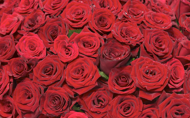 Red roses macro flower bouquet free wallpaper for desktop - medium preview image