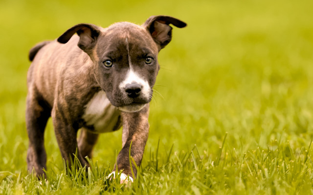 Small brown white dog field free wallpaper for desktop - medium preview image