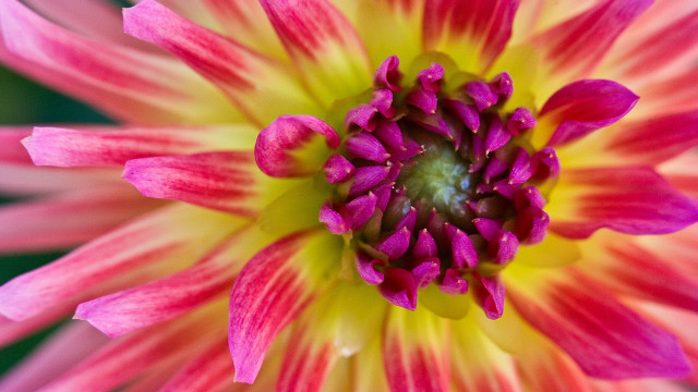 Pink yellow flower green center free wallpaper for desktop - medium preview image