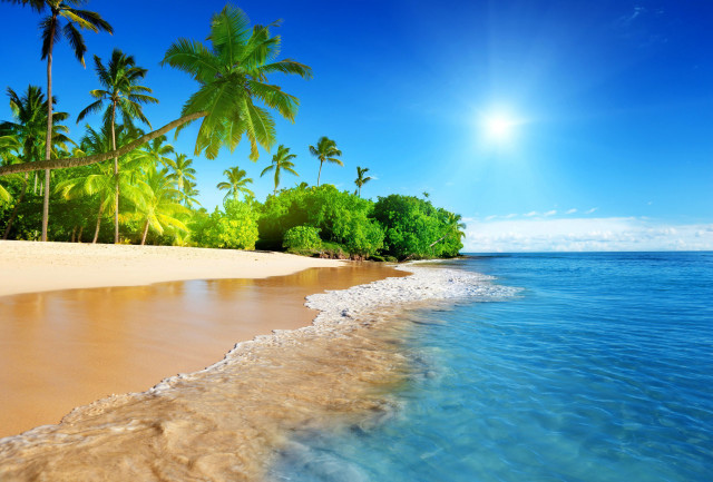 Beach palm trees sandy shore free wallpaper for desktop - medium preview image