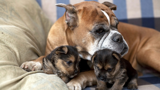 Dog puppies couch cute blurry #2 free wallpaper for desktop - medium preview image