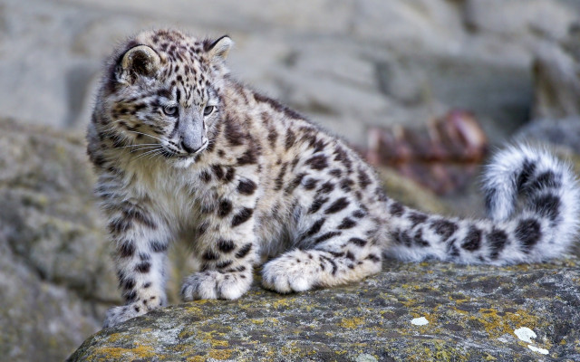 Snow leopard cub rock moss free wallpaper for desktop - medium preview image