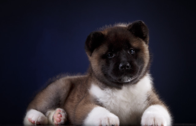 Puppy sitting table sad look free wallpaper for desktop - medium preview image