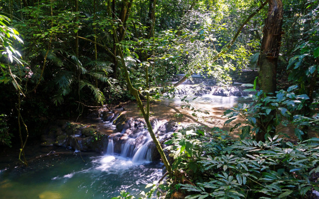Tropical waterfall jungle stream plants free wallpaper for desktop - medium preview image