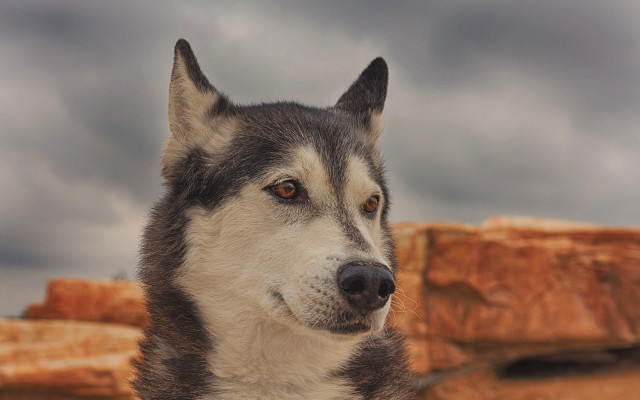 Husky cloudy sky hay focus free wallpaper for desktop - medium preview image