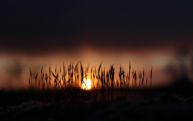 Sunset dark sky grass person free wallpaper for desktop - medium preview image