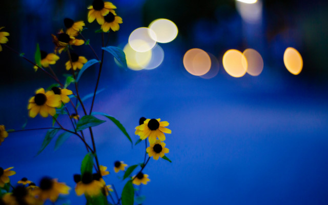 Yellow flower vase table magic free wallpaper for desktop - medium preview image