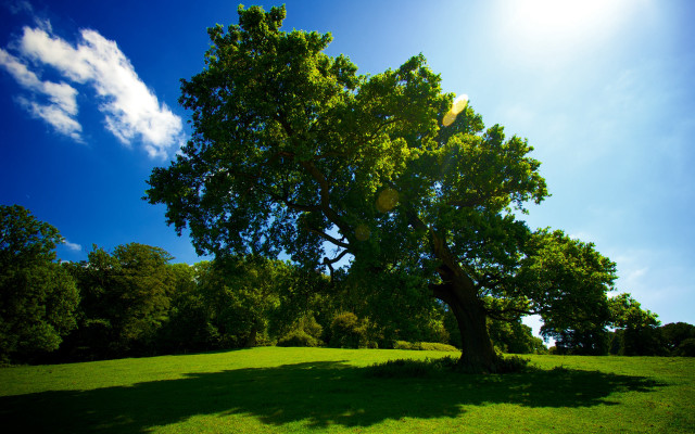 Large tree grassy field blue #2 free wallpaper for desktop - medium preview image