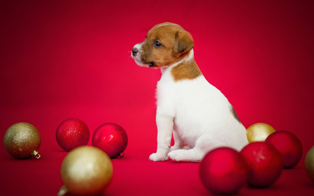 Puppy christmas red background ornaments free wallpaper for desktop - medium preview image