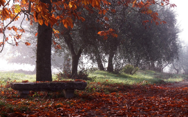 Forest bench autumn fog magic free wallpaper for desktop - medium preview image