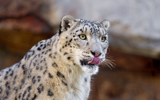 Snow leopard tongue out wildlife free wallpaper for desktop - medium preview image
